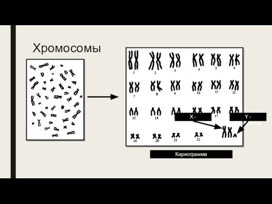 Хромосомы Кариограмма Х - хромосома Y - хромосома