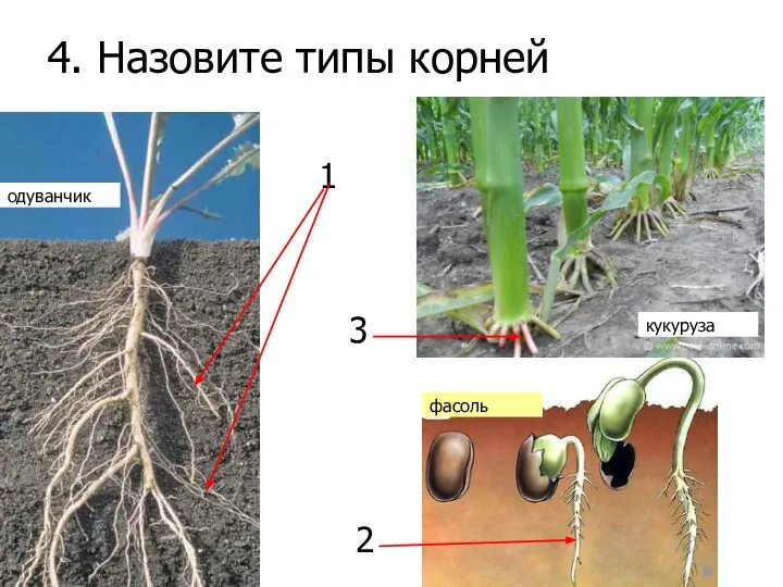 4. Назовите типы корней 1 2 3 одуванчик кукуруза фасоль