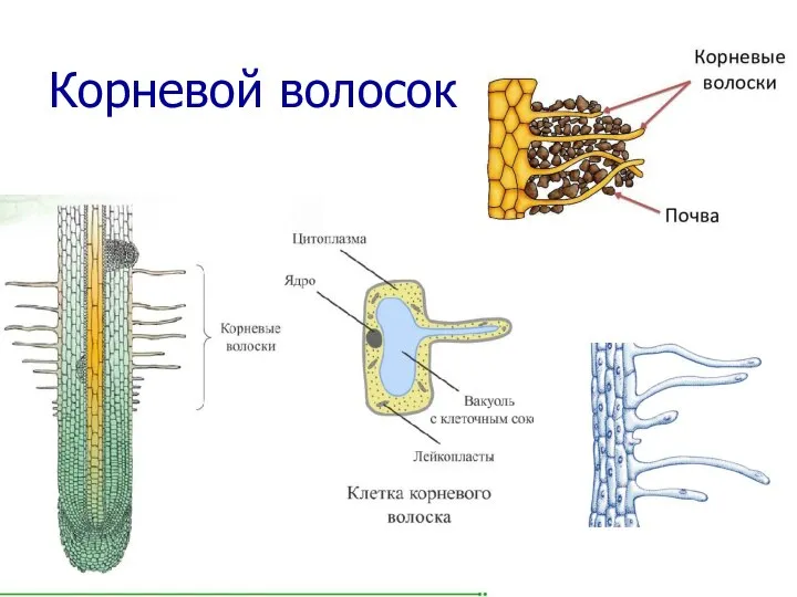 Корневой волосок