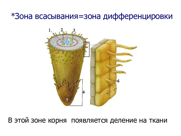 *Зона всасывания=зона дифференцировки В этой зоне корня появляется деление на ткани