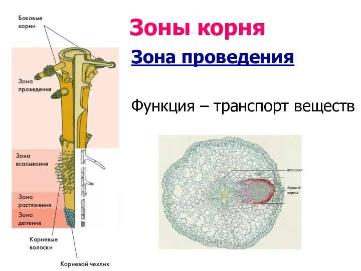 Зоны корня Зона проведения Функция – транспорт веществ