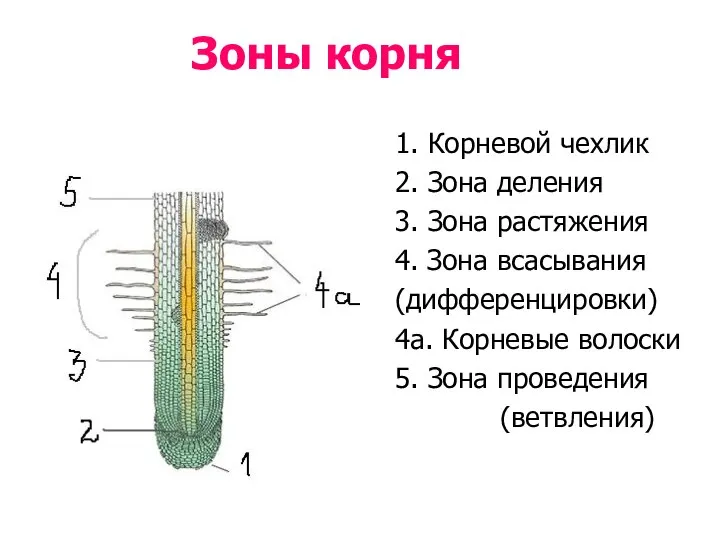 Зоны корня 1. Корневой чехлик 2. Зона деления 3. Зона растяжения 4.