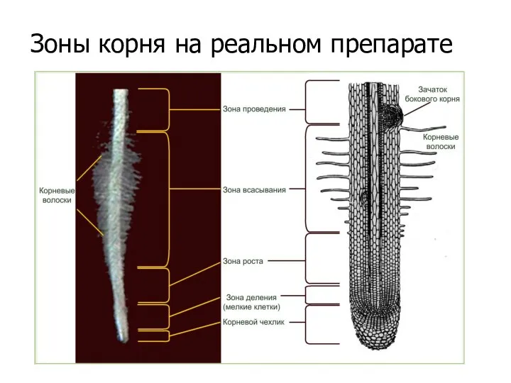 Зоны корня на реальном препарате