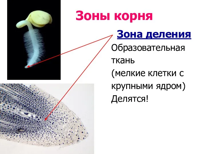 Зона деления Образовательная ткань (мелкие клетки с крупными ядром) Делятся! Зоны корня