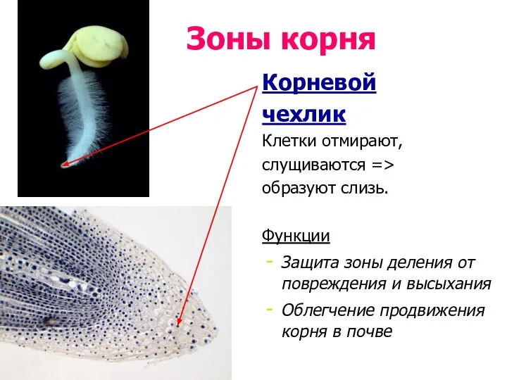 Корневой чехлик Клетки отмирают, слущиваются => образуют слизь. Функции Защита зоны деления