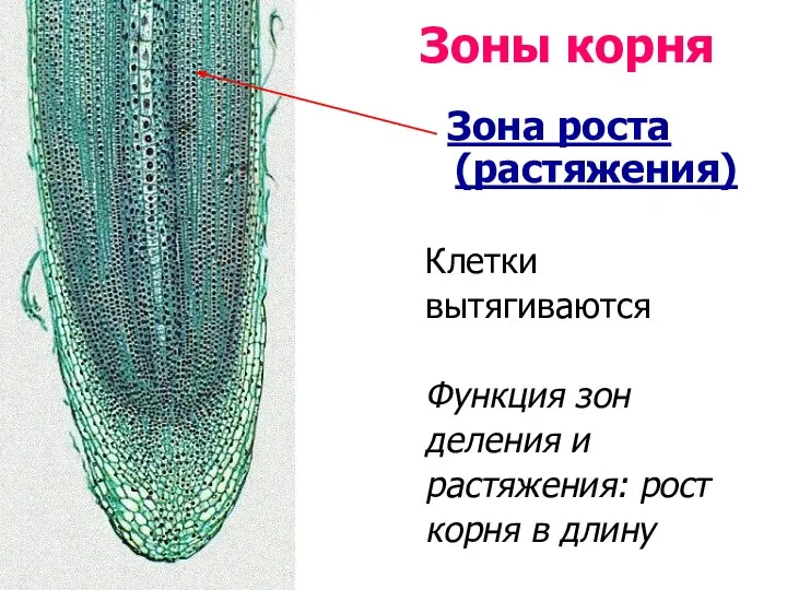 Зона роста (растяжения) Клетки вытягиваются Функция зон деления и растяжения: рост корня в длину Зоны корня