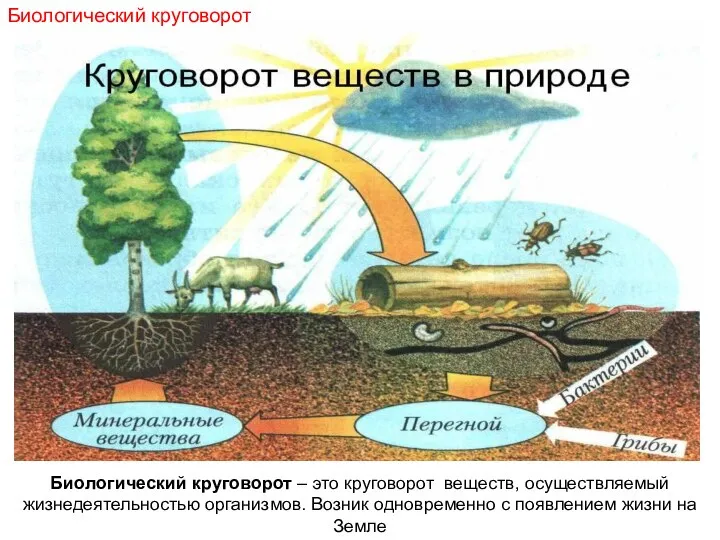 Биологический круговорот – это круговорот веществ, осуществляемый жизнедеятельностью организмов. Возник одновременно с