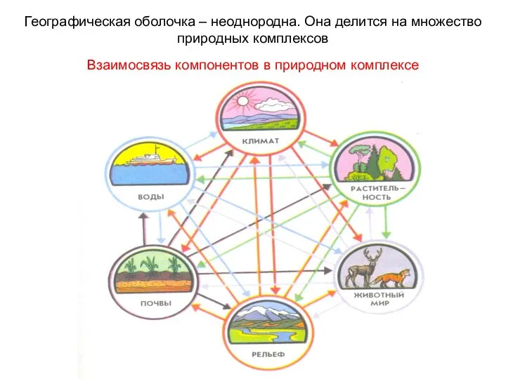 Географическая оболочка – неоднородна. Она делится на множество природных комплексов Взаимосвязь компонентов в природном комплексе