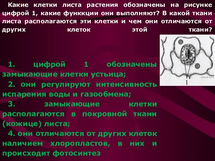 Какие клетки листа растения обозначены на рисунке цифрой 1, какие функкции они