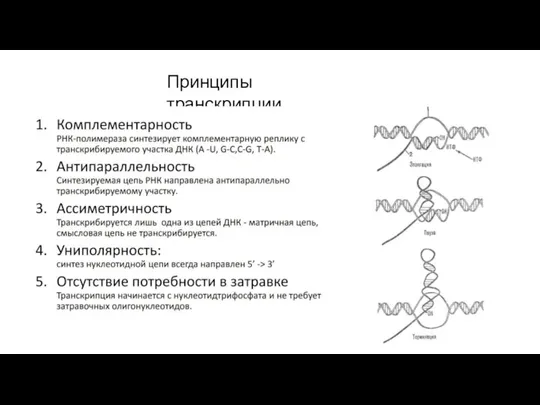 Принципы транскрипции