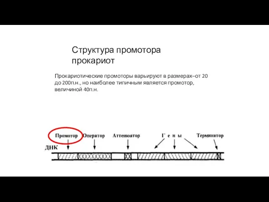 Прокариотические промоторы варьируют в размерах–от 20 до 200п.н., но наиболее типичным является