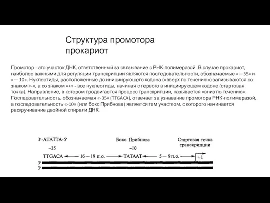 Структура промотора прокариот Промотор - это участок ДНК, ответственный за связывание с