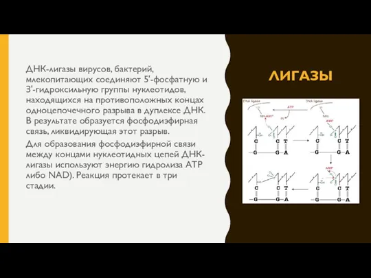 ЛИГАЗЫ ДНК-лигазы вирусов, бактерий, млекопитающих соединяют 5'-фосфатную и З'-гидроксильную группы нуклеотидов, находящихся