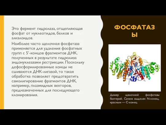 ФОСФАТАЗЫ Это фермент гидролаза, отщепляющая фосфат от нуклеотидов, белков и алкалоидов. Наиболее