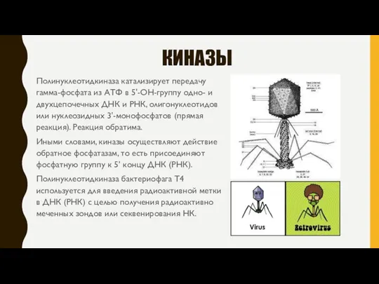 КИНАЗЫ Полинуклеотидкиназа катализирует передачу гамма-фосфата из АТФ в 5'-ОН-группу одно- и двухцепочечных