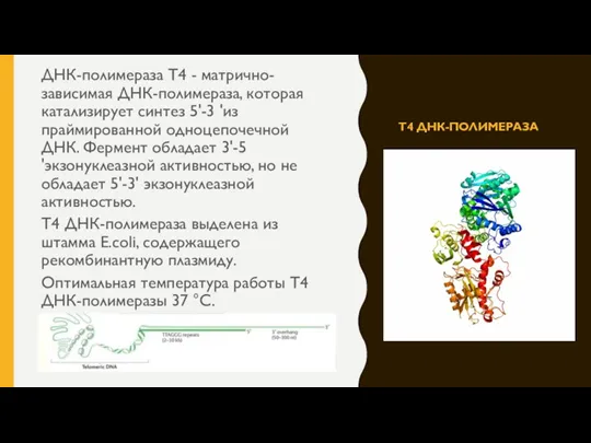 Т4 ДНК-ПОЛИМЕРАЗА ДНК-полимераза T4 - матрично-зависимая ДНК-полимераза, которая катализирует синтез 5'-3 'из