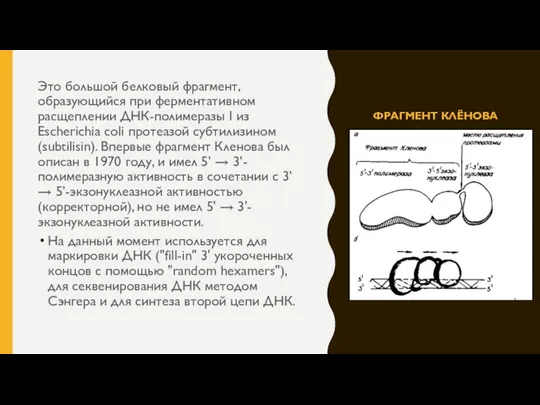 ФРАГМЕНТ КЛЁНОВА Это большой белковый фрагмент, образующийся при ферментативном расщеплении ДНК-полимеразы I