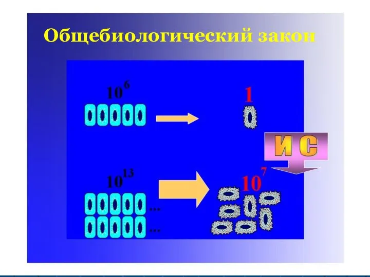 Общебиологический закон Общебиологический закон