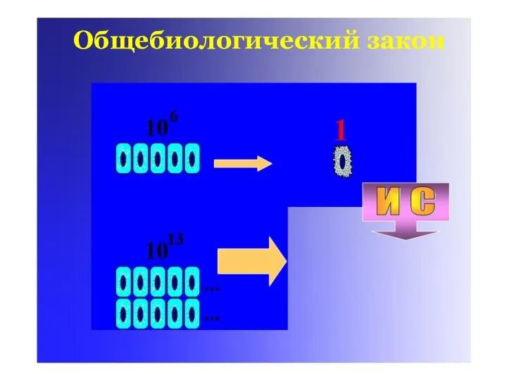 Общебиологический закон Общебиологический закон