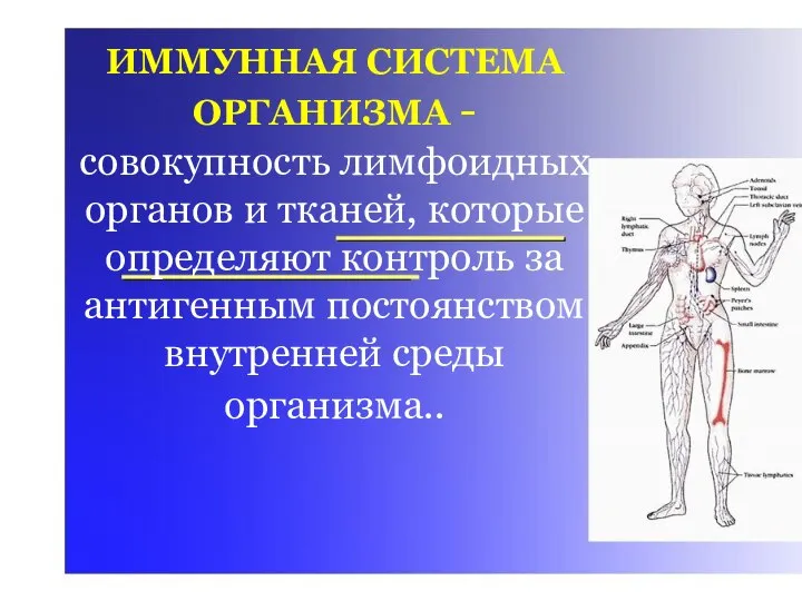 ИММУННАЯ СИСТЕМА ОРГАНИЗМА - совокупность лимфоидных органов и тканей, которые определяют контроль