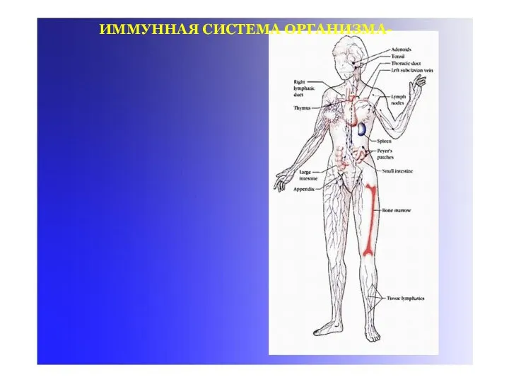 ИММУННАЯ СИСТЕМА ОРГАНИЗМА-