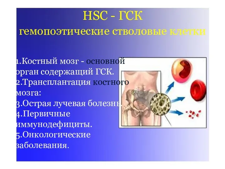 HSC - ГСК гемопоэтические стволовые клетки HSC - ГСК гемопоэтические стволовые клетки