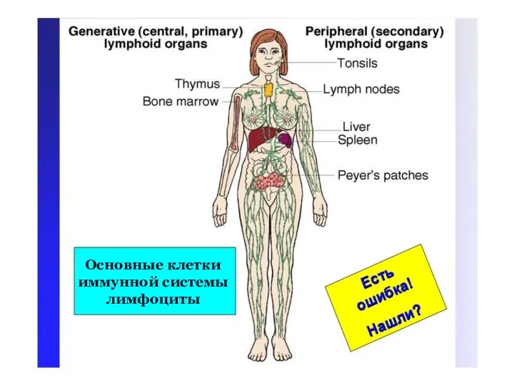 Основные клетки иммунной системы лимфоциты Основные клетки иммунной системы лимфоциты