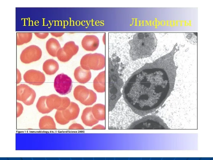 The Lymphocytes Лимфоциты The Lymphocytes Лимфоциты