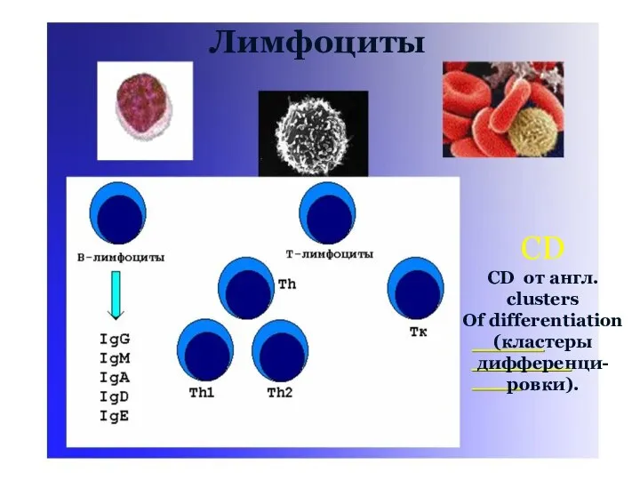 Лимфоциты CD CD от англ. clusters Of differentiation (кластеры дифференци- ровки).
