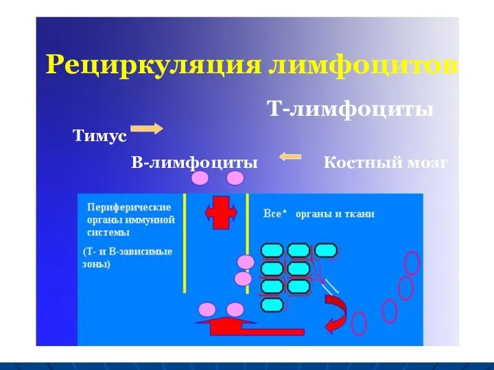 Т-лимфоциты Рециркуляция лимфоцитов Тимус В-лимфоциты Костный мозг