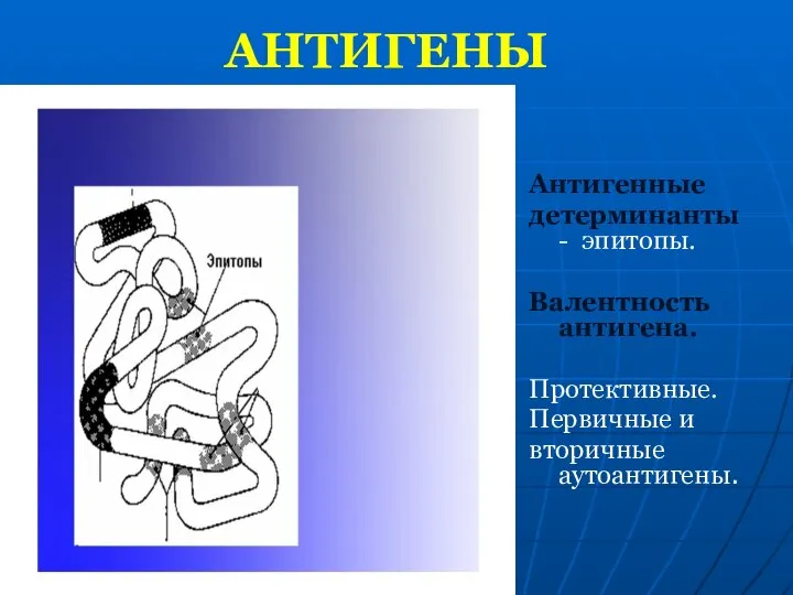 АНТИГЕНЫ Антигенные детерминанты - эпитопы. Валентность антигена. Протективные. Первичные и вторичные аутоантигены.