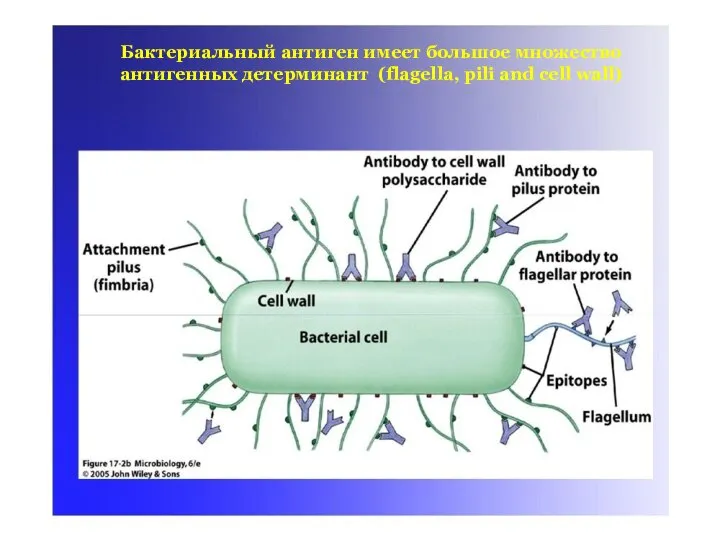 Бактериальный антиген имеет большое множество антигенных детерминант (flagella, pili and cell wall)
