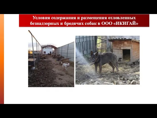 Условия содержания и размещения отловленных безнадзорных и бродячих собак в ООО «ИКИГАЙ»