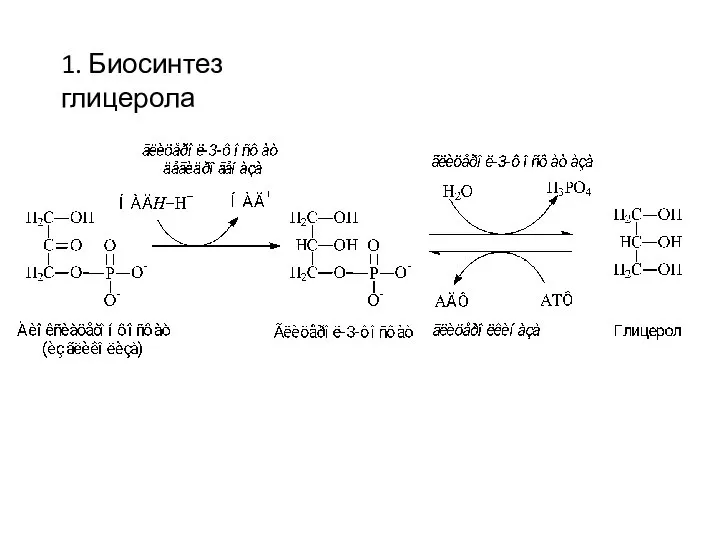 1. Биосинтез глицерола