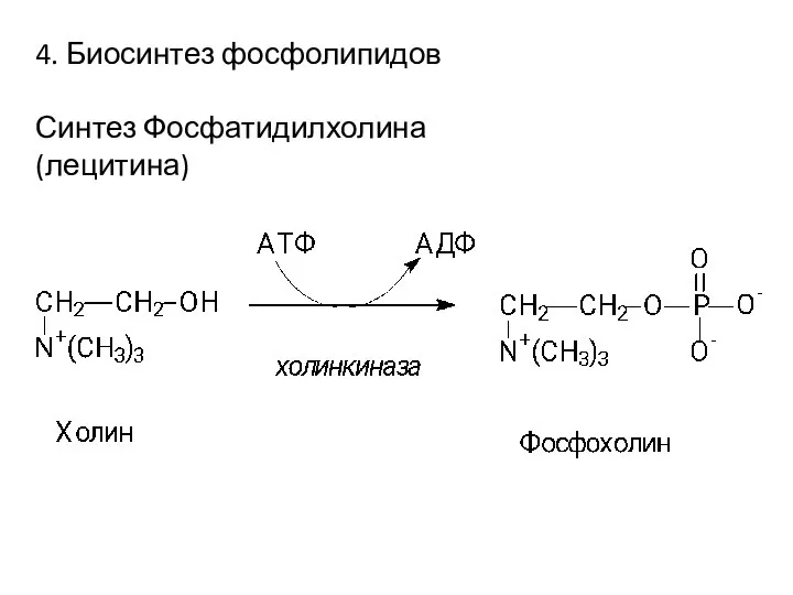 4. Биосинтез фосфолипидов Синтез Фосфатидилхолина (лецитина)