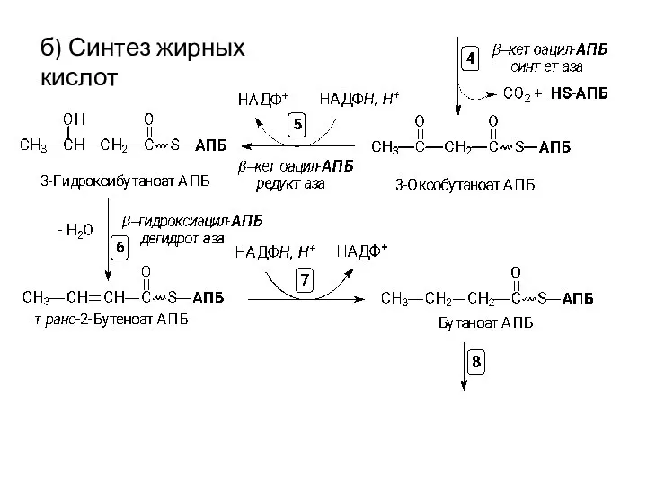 б) Синтез жирных кислот