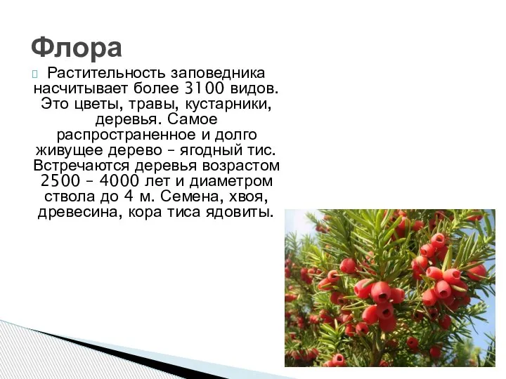 Растительность заповедника насчитывает более 3100 видов. Это цветы, травы, кустарники, деревья. Самое