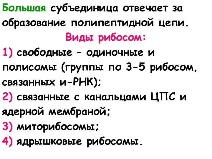 Большая субъединица отвечает за образование полипептидной цепи. Виды рибосом: 1) свободные –