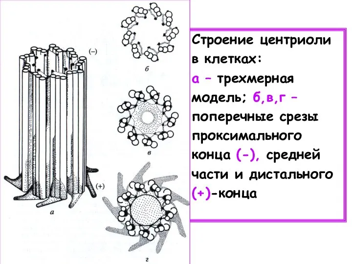 Строение центриоли в клетках: а – трехмерная модель; б,в,г – поперечные срезы