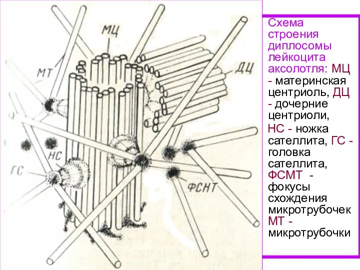 Схема строения диплосомы лейкоцита аксолотля: МЦ - материнская центриоль, ДЦ - дочерние