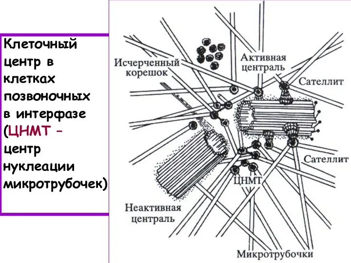 Клеточный центр в клетках позвоночных в интерфазе (ЦНМТ – центр нуклеации микротрубочек)