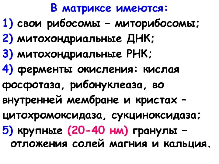 В матриксе имеются: 1) свои рибосомы – миторибосомы; 2) митохондриальные ДНК; 3)