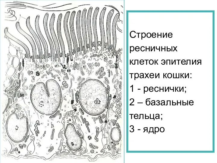 Строение ресничных клеток эпителия трахеи кошки: 1 - реснички; 2 – базальные тельца; 3 - ядро
