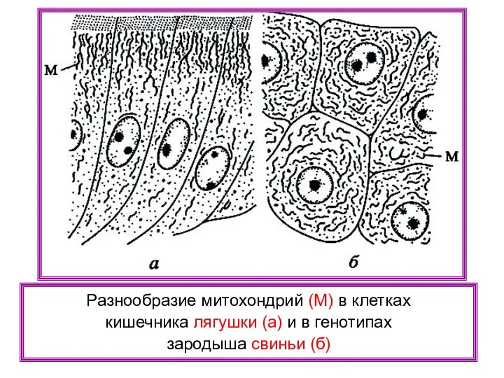 Разнообразие митохондрий (М) в клетках кишечника лягушки (а) и в генотипах зародыша свиньи (б)