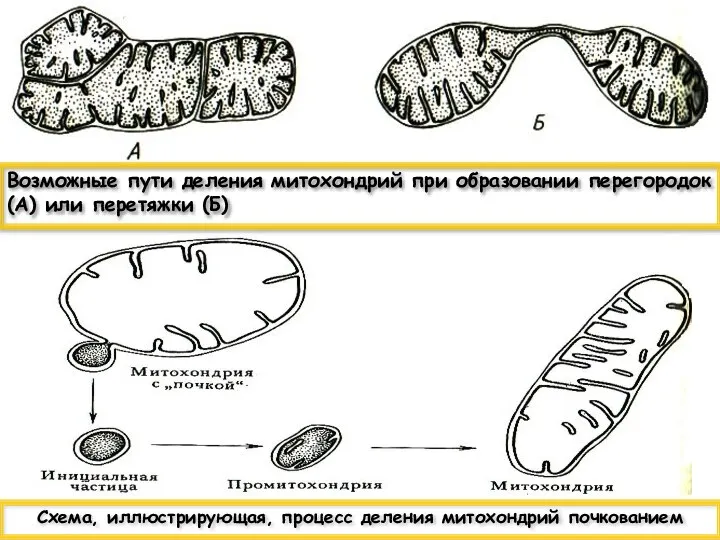 Возможные пути деления митохондрий при образовании перегородок (А) или перетяжки (Б) Схема,