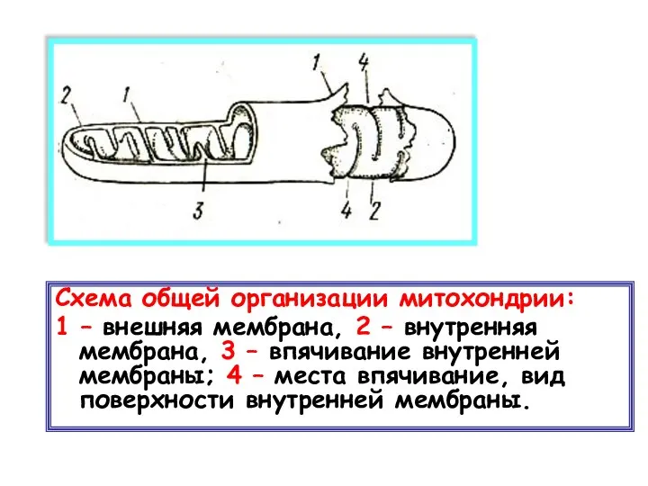 Схема общей организации митохондрии: 1 – внешняя мембрана, 2 – внутренняя мембрана,