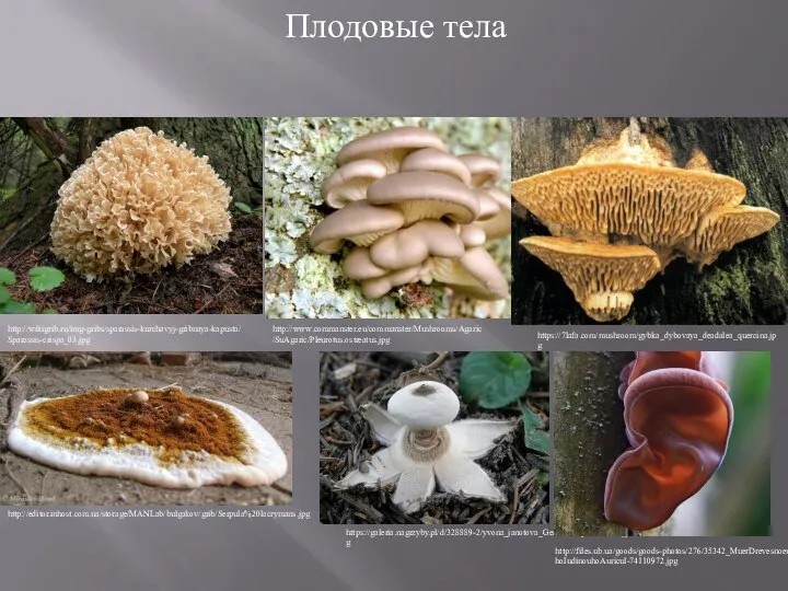 http://www.commanster.eu/commanster/Mushrooms/Agaric/SuAgaric/Pleurotus.ostreatus.jpg http://editor.inhost.com.ua/storage/MANLab/bulgakov/grib/Serpula%20lacrymans.jpg https://7lafa.com/mushroom/gybka_dybovaya_deadalea_quercina.jpg https://galeria.nagrzyby.pl/d/328889-2/yvona_janotova_Geastrum+pectinatum.jpg http://files.ub.ua/goods/goods-photos/276/35342_MuerDrevesnoeuhoIudinouhoAuricul-74110972.jpg Плодовые тела http://wikigrib.ru/img-gribs/sparassis-kurchavyj-gribnaya-kapusta/Sparassis-crispa_03.jpg