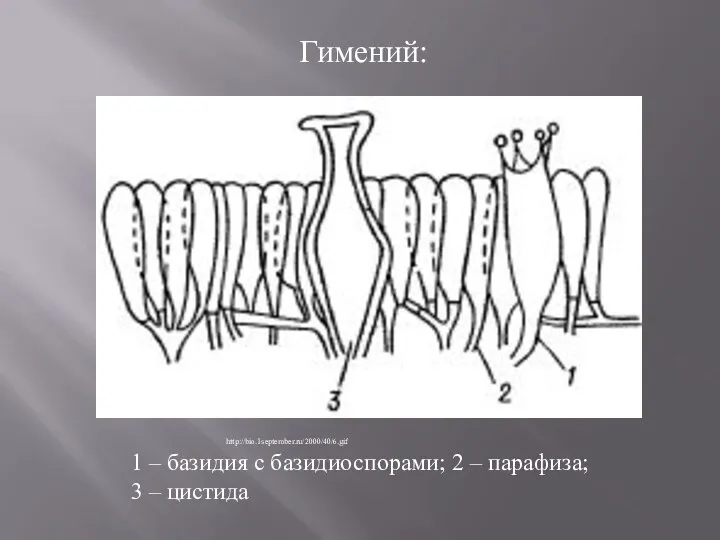Гимений: 1 – базидия с базидиоспорами; 2 – парафиза; 3 – цистида http://bio.1september.ru/2000/40/6.gif