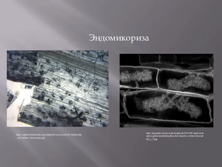 Эндомикориза https://upload.wikimedia.org/wikipedia/commons/8/86/Arbuscular_mycorrhiza_microscope.jpg http://topnauka.ru/wp-content/uploads/2014/09/wpid-rasteniya-i-griba-harakteren-dlya-bol-shinstva-cvetkovyh-rasteniy_i_1.jpg