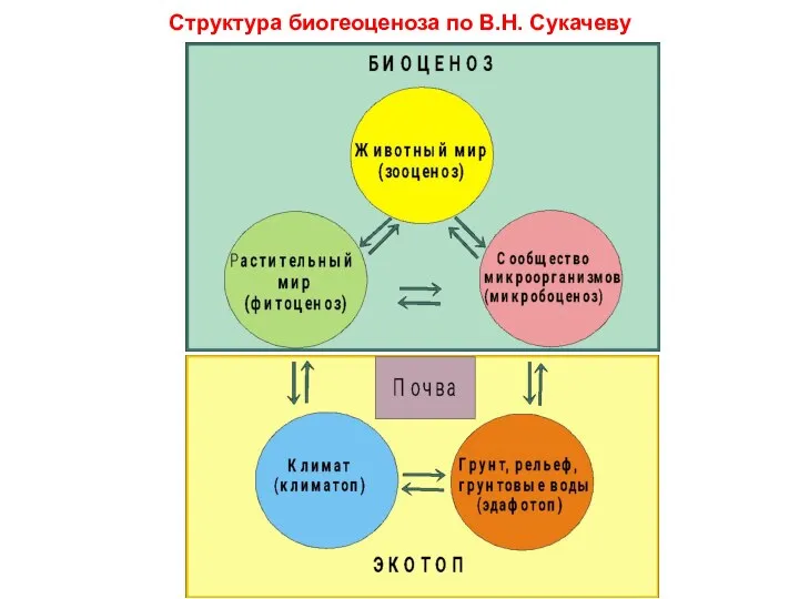 Структура биогеоценоза по В.Н. Сукачеву